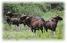 wildlife sanctuaries of south india, tailormade travel itineraries, tailormade tours to india, indian tailormade tours