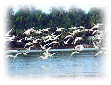 Kerala tourism invites to the "Gods own Country ::: Kerala" to see and experience the magic before your eyes